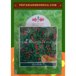 Benih Cabe Bara  PT East West Seed ( Ewindo )