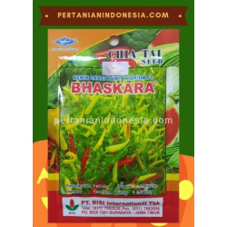 Benih Cabe Bhaskara  PT BISI International ( BISI )