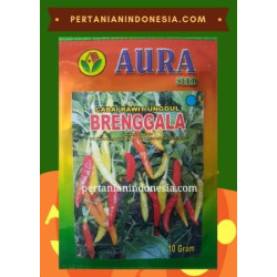 Benih Cabe Rawit Brenggolo AURA SEED