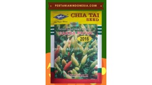 Benih Cabe Cakra Putih  