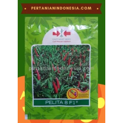 Benih Cabe Pelita 8 