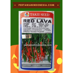 Benih Cabe Red Lava 