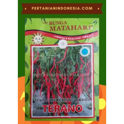 Benih Cabe Terano Matahari Seed