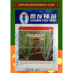 Benih Daun Bawang Fragrant
