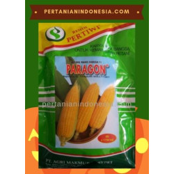 Benih Jagung Manis Paragon