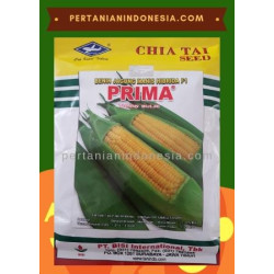 Benih Jagung Manis Prima