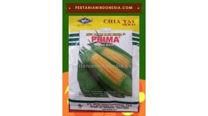 Benih Jagung Manis Prima