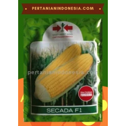 Benih Jagung Manis Secada 