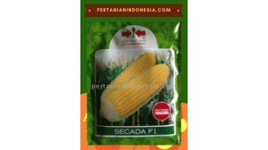 Benih Jagung Manis Secada 