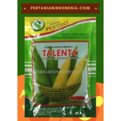 Benih Jagung Manis Talenta