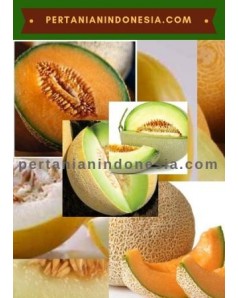 Benih Melon Anti Virus