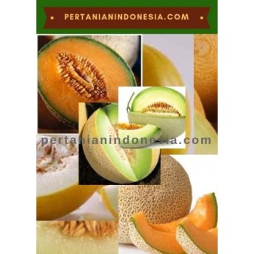 Benih Melon Anti Virus