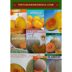Benih Melon Kuning