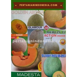 Rock Melon