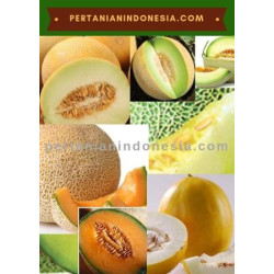 Benih Bibit Melon