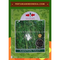 Benih Kacang Panjang Kanton Tavi