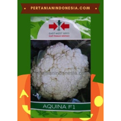 Benih Kembang Kol Aquina