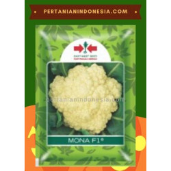 Benih Kembang Kol Mona