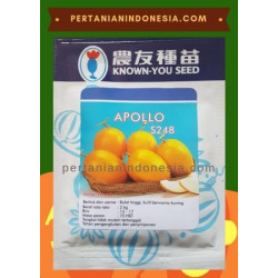 Benih Melon Golden Apollo