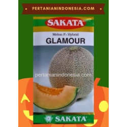 Benih Melon Glamour