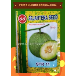 Benih Melon STR 11