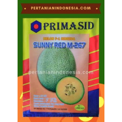 Benih Melon Sunny Red