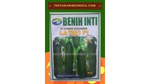 Benih Mentimun La Tavi