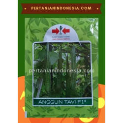 Benih Oyong Anggun Tavi
