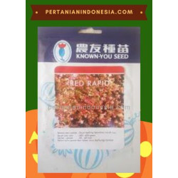  Benih Selada Red Rapid Known You Seed