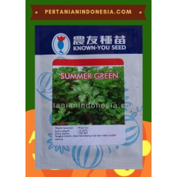 Benih Seledri Summer Green
