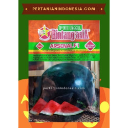 Benih Semangka Arsenal 