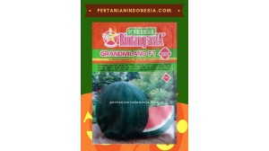 Benih Semangka Grand Milano 