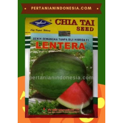 Benih Semangka Lentera 
