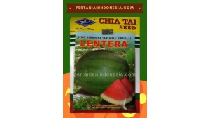 Benih Semangka Lentera 