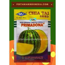Benih Semangka Primadona 