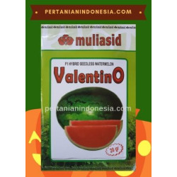 Benih Semangka Valentino  