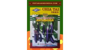 Benih Terong Antaboga