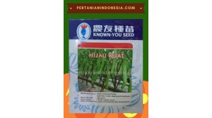 Benih Terong Hijau Kuat