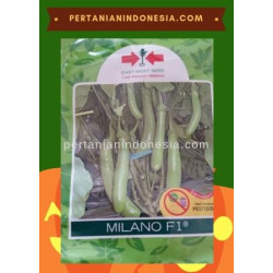 Benih Terong Milano