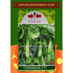 Benih Terong Turangga