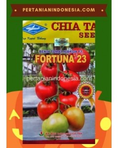 Benih Tomat Fortuna 23