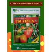 Benih Tomat TM Vista