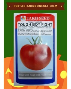 Benih Tomat Tough Boy Fight