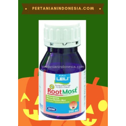 Perangsang Root Most