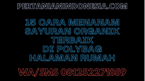 15 Cara Menanam Sayuran Organik Terbaik Di Polybag Halaman Rumah