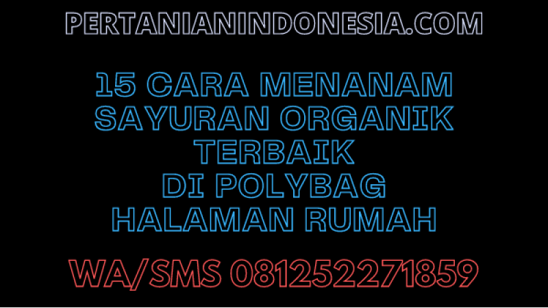 15 Cara Menanam Sayuran Organik Terbaik Di Polybag Halaman Rumah