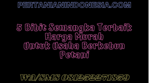 5 Bibit Semangka Terbaik Harga Murah Untuk Usaha Berkebun Petani