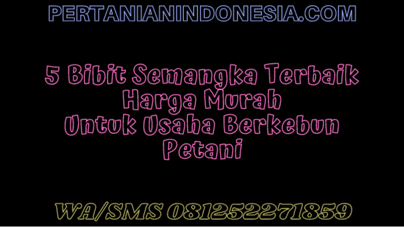 5 Bibit Semangka Terbaik Harga Murah Untuk Usaha Berkebun Petani
