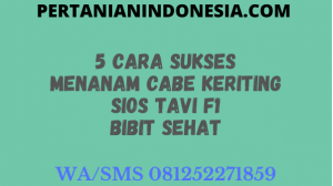 5 Cara Sukses Menanam Cabe Keriting Sios Tavi F1 Bibit Sehat