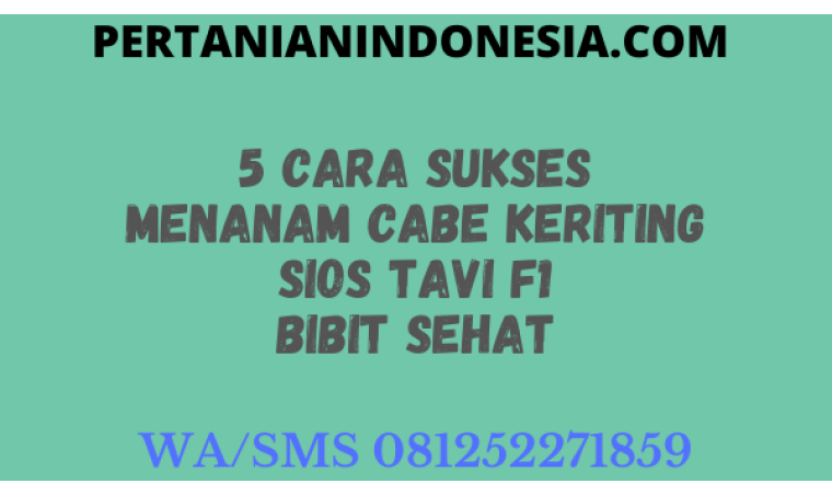5 Cara Sukses Menanam Cabe Keriting Sios Tavi F1 Bibit Sehat